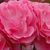 Roza - Mini - pritlikave vrtnice - Moana